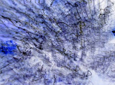 BLUEBLOTCH Image