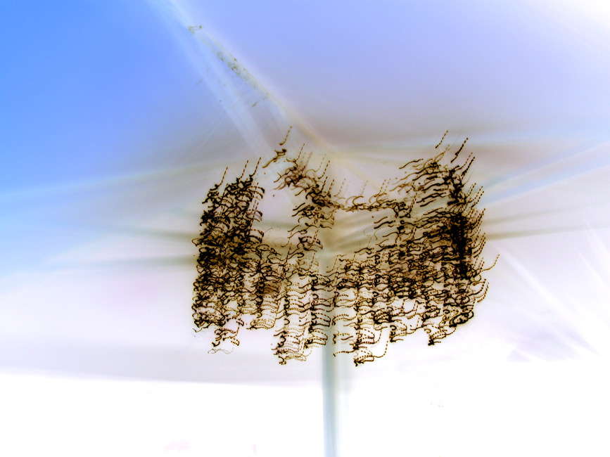 EQUINE Image