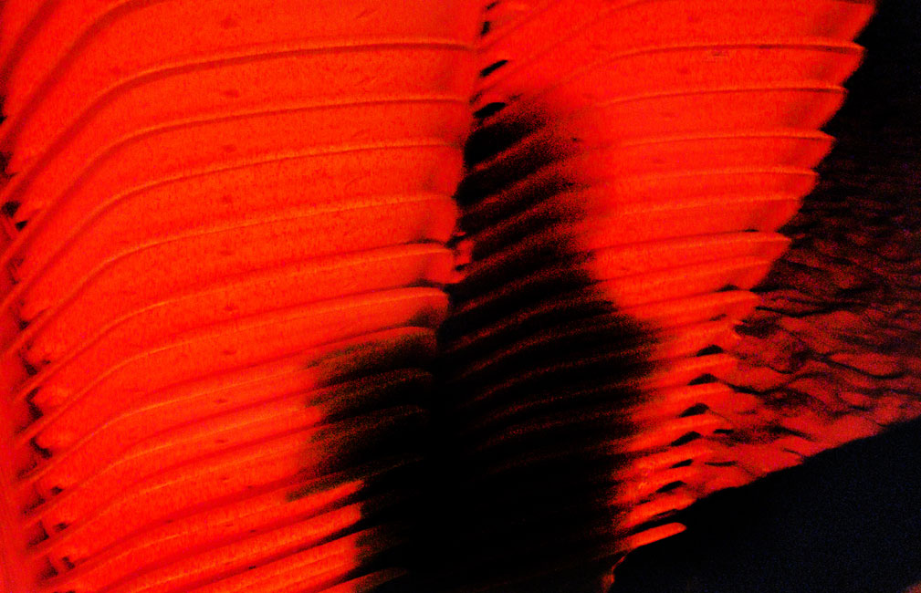 RED CHAIRS Image
